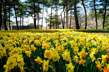 Obraz premium Yellow Suisen Fantasy flower field morning time in forest of Hitachi Park , is a large seaside garden that is famous for travelers visit in high season.Spring time in Hitachinaka, Ibaraki,Japan.