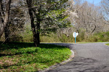 Alphalt crossroad with white plate arrow sign.Sakura covered on road,the way, in Hitachi seaside park ,in spring season, Ibaraki,Japan.