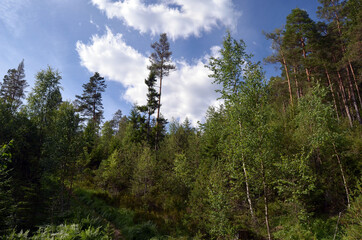 Forest on a summer day in Central Norway