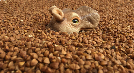 cute head of hippopotamus plunged  into the buckwheat
