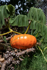 Close-up of an orange pumpkin in a garden or field
