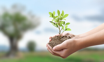 Environment day concept. Young plant on the ground in hand over green and blue sky nature...