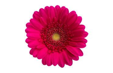 red gerbera isolated