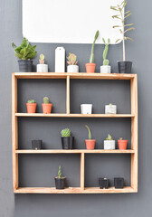 Cactus and succulents on wood shelf. Small cactus plant in pot
