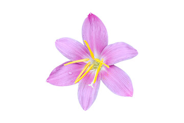 Pink Crocus flower isolated on white background. Ornamental  beautiful blooming garden plant.