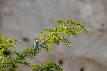 Ein Bienenfresser bei Sonnenschein sitzend auf einen Ast.