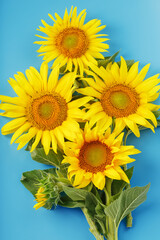 Obraz premium Sunflower flowers are yellow on a blue background.