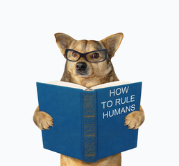 The beige dog in glasses is standing with a open blue book called how to rule humans. White background. Isolated.