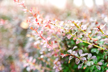 Red leaves of barberry bush with wet leaves after rain, natural background and texture