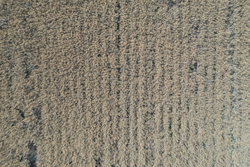 Rape (Brassica napus), ripe, dry rape in the field. agricultural oil production, Ripe dry rapeseed stalks before harvest in summer day. Drone shot from a height.