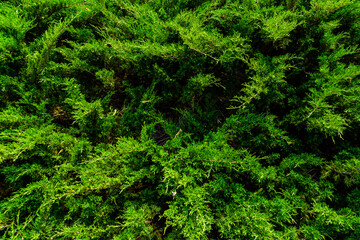 Background of the evergreen juniper bushes. Natural pattern