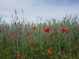 field of poppies