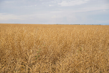 Rape (Brassica napus), ripe, dry rape in the field. agricultural oil production, Ripe dry rapeseed stalks before harvest in summer day. Green energy from oil industry plants.