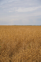 Rape (Brassica napus), ripe, dry rape in the field. agricultural oil production, Ripe dry rapeseed stalks before harvest in summer day. Green energy from oil industry plants.