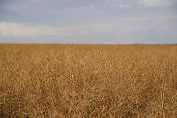 Rape (Brassica napus), ripe, dry rape in the field. agricultural oil production, Ripe dry rapeseed stalks before harvest in summer day. Green energy from oil industry plants.