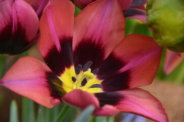 Obraz na płótnie Canvas Spring flowers (tulips) in a garden