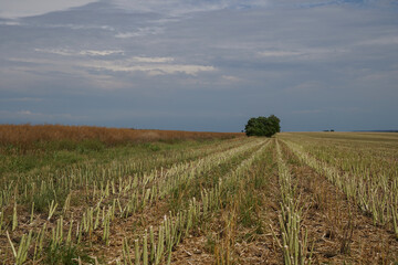 Fototapeta na wymiar Harvested Rape (Brassica napus) stalks after harvest. Agricultural oil production.