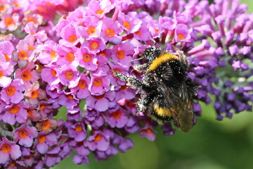 Gartenhummel - Bombus hortorum am Sommerflieder