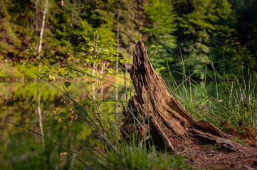 Beautiful old tree Stump near lake in forest. Natural colorful lakes in Europe. 