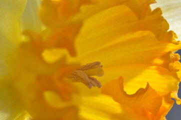 Fototapeta na wymiar Spring flowers (daffodils) in a garden