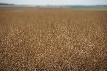 Rape (Brassica napus), ripe, dry rape in the field. agricultural oil production, Ripe dry rapeseed stalks before harvest in summer day. Green energy from oil industry plants.