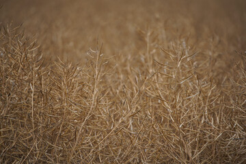 Rape (Brassica napus), ripe, dry rape in the field. agricultural oil production, Ripe dry rapeseed stalks before harvest in summer day. Green energy from oil industry plants.