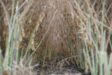 Rape (Brassica napus), ripe, dry rape in the field. agricultural oil production, Ripe dry rapeseed stalks before harvest in summer day. Green energy from oil industry plants.