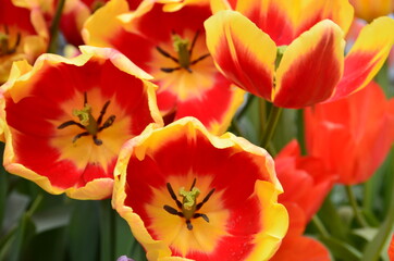 Spring flowers (tulips) in a garden