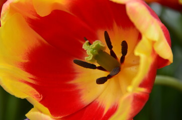 Spring flowers (tulips) in a garden