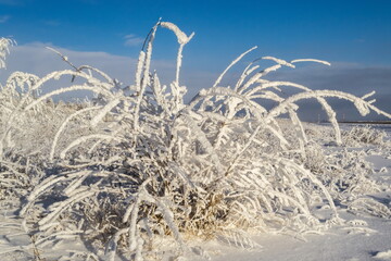 White frost on bushes and trees