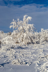 White frost on bushes and trees