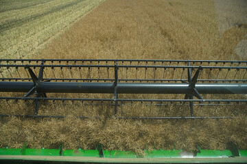 View from the combine cab to the rapeseed area where the harvest is taking place. The theme is agriculture. Combine harvester operator workplace. Úri, Hungary - 03/07/2020