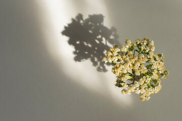 white flowers on a light background with shadow and sunlight.