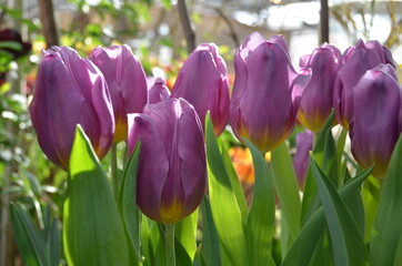 Spring flowers (tulips) in a garden