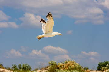 White sea gull fly above the sea