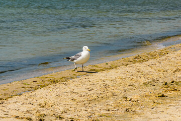 Sea gull on sandy beach at seaside