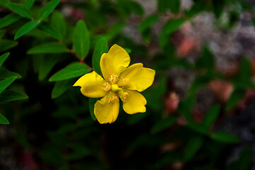  The beautiful wild flower in the park.