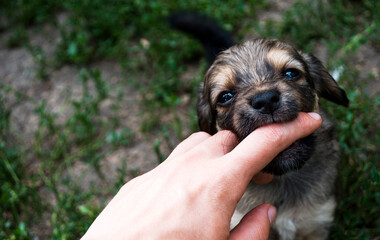 A small spaniel puppy plays and bites a woman's finger.