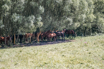 Stado koni chroniących się w cieniu pod drzewami - obrazy, fototapety, plakaty