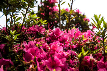 Obraz premium The beautiful wild flower in the park.