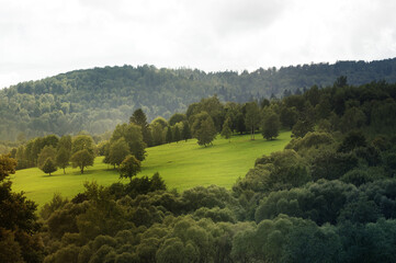 Widok oświetlonej polany z różnymi gatunkami drzew w ciepłych zielonych kolorach   © Monika