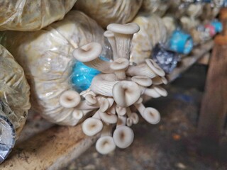 Sarjor-caju Mushroom. Fairy mushroom. Mushroom culture lumps.