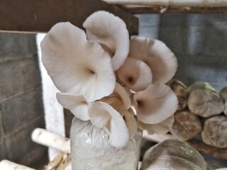 Sarjor-caju Mushroom. Fairy mushroom. Mushroom culture lumps.