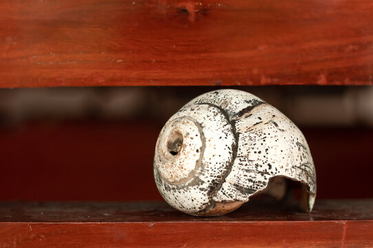 sea shell used as a musical instrument in india for religious purposes