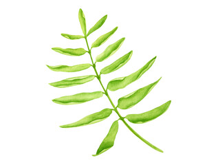 Watercolor green leaf. Hand drawn fern plant isolated on white background. Herb element for cards, decoration, print, invitations.