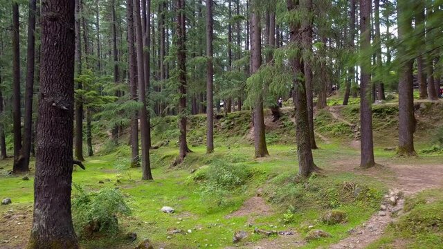 Aerial shot of drone going from between the barks of deodar trees in himalayan region of India