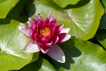 Beautiful pink water lily or lotus flowers in a garden pond, aquatic plant, symbol of buddhism. (Nelumbonaceae)