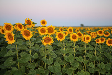 Blooming yellow sunflower field at sunrise in summer. natural background.