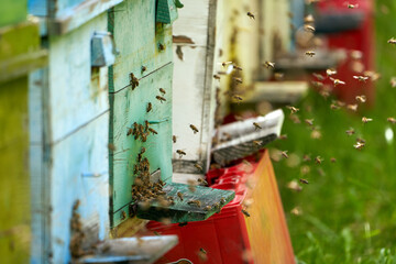 Bee hives in production mode © Xalanx