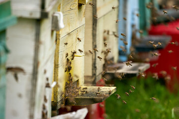 Bee hives in production mode